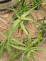 Aloe Camperi (f. Undulata) (fam Asphodelacees) (Afrique tropicale) (01) (Photo F. Mrugala)